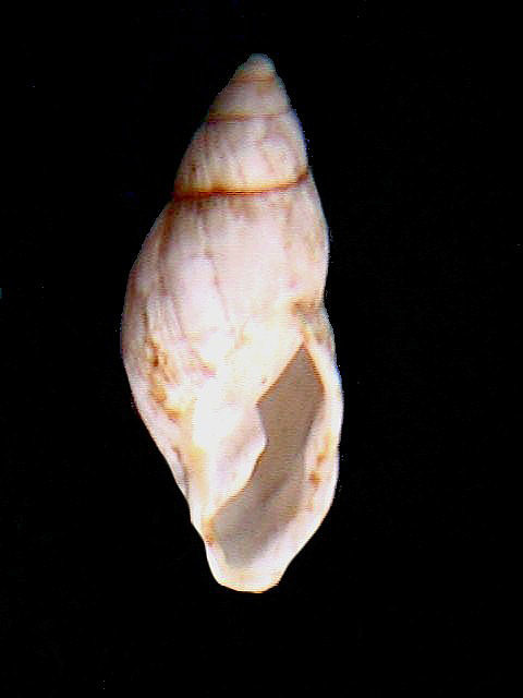 Plekocheilus distortus