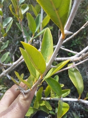 Citharexylum montevidense