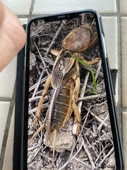 Gryllotalpa vineae