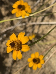 Heliopsis anomala