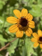 Heliopsis anomala
