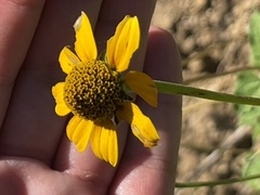 Heliopsis anomala