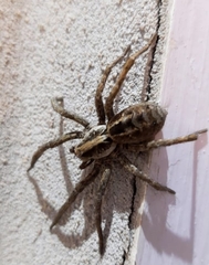 Schizocosa malitiosa