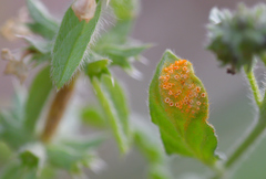 Uromyces heliotropii