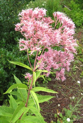 Eutrochium purpureum var. purpureum
