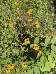 Heliopsis anomala