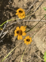 Heliopsis anomala