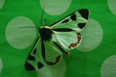 Dysschema centenaria