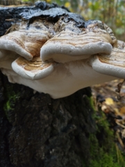 Fomes fomentarius