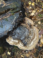Fomes fomentarius