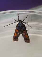 Tiriza leucotella