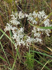 Eriogonum multiflorum