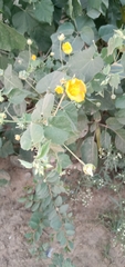 Abutilon indicum