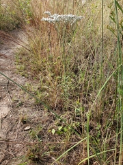 Eriogonum multiflorum