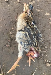 Pternistis icterorhynchus