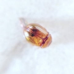 Coilodes