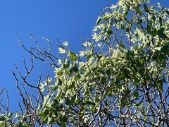 Polystemma cordifolium