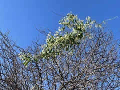Polystemma cordifolium