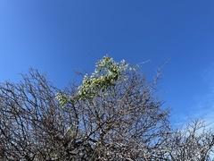 Polystemma cordifolium