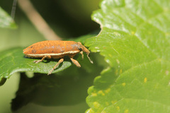 Lixus ochraceus