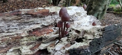 Mycena