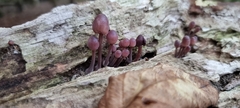 Mycena