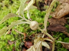 Neolasioptera lycopi