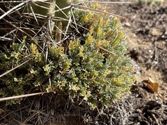 Astragalus humillimus