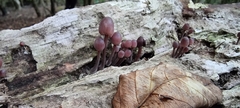 Mycena