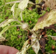 Neolasioptera lycopi