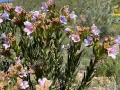 Lobostemon strigosus