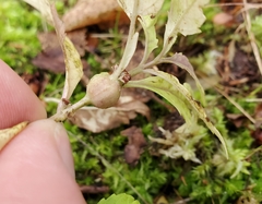 Neolasioptera lycopi