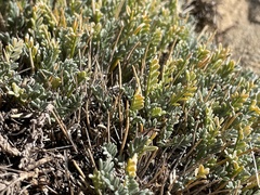 Astragalus humillimus
