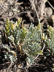 Astragalus humillimus