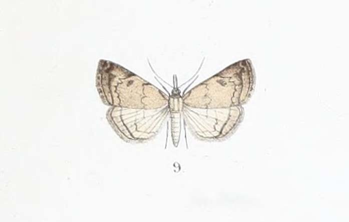 Herminia palumbina
