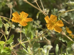 Kallstroemia peninsularis