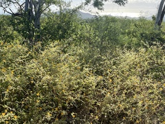 Kallstroemia peninsularis