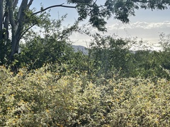 Kallstroemia peninsularis