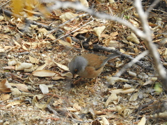 Junco bairdi
