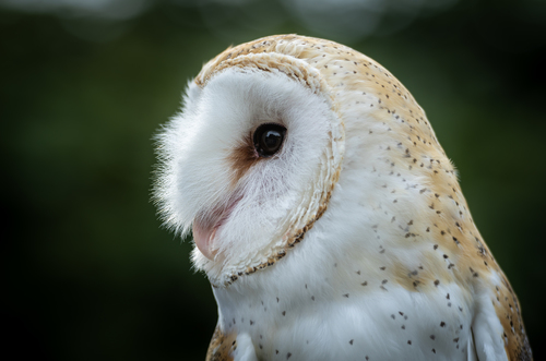 Western Barn Owl
