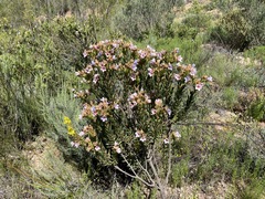 Lobostemon strigosus