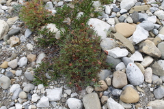 Potentilla biflora