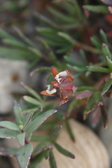 Potentilla biflora