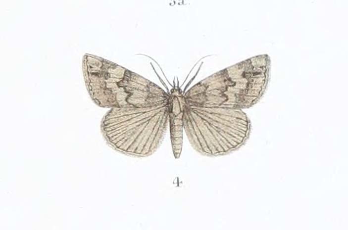 Cidariplura dubia