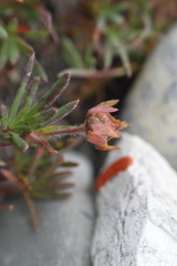 Potentilla biflora