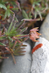 Potentilla biflora