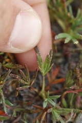 Potentilla biflora