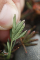 Potentilla biflora