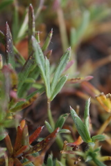 Potentilla biflora
