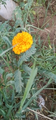 Tagetes erecta